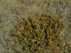 Ozothamnus leptophyllus