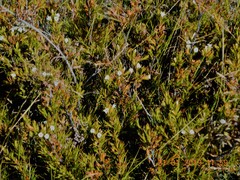 Ozothamnus leptophyllus