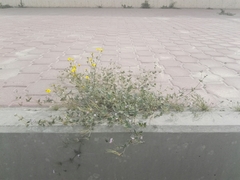 Erodium ciconium