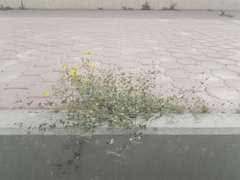 Erodium ciconium