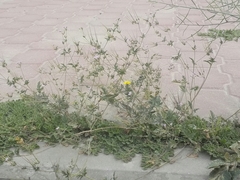 Erodium ciconium