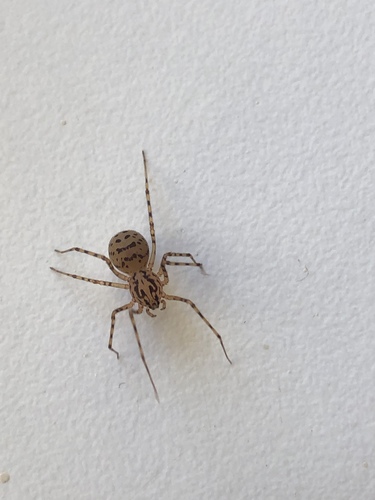 Common Spitting Spider, Die, Bergen-Binnen, North Holland, NL, photo 10 of 10