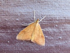 Mnesictena flavidalis