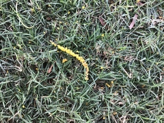 Acacia auriculiformis