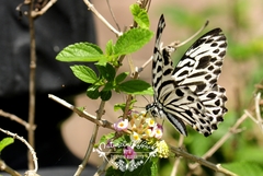 Graphium delessertii