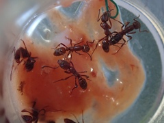 Austroponera castanea