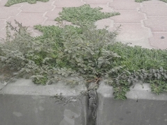 Tribulus terrestris
