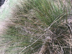 Juncus hesperius
