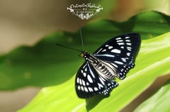 Euripus nyctelius