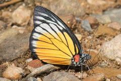 Prioneris philonome