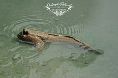 Periophthalmodon schlosseri