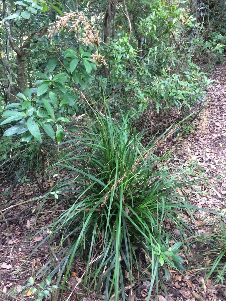 Carex sect. Decorae