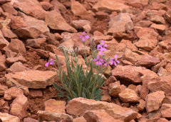 Silene petersonii