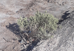 Amaranthaceae