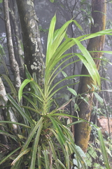 Pandanus amaryllifolius