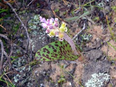 Lachenalia membranacea