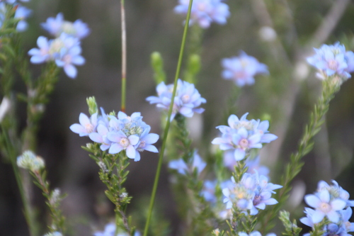 Image of Philotheca Nodiflora (Philotheca nodiflora) by (c) luluchouette, some rights reserved (CC BY)