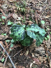 Trillium kurabayashii