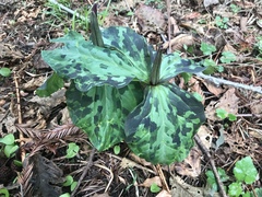Trillium kurabayashii