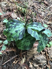 Trillium kurabayashii