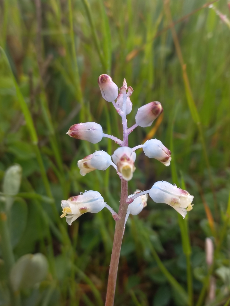 Lachenalia wrightii, West Coast, ZA-WC, ZA