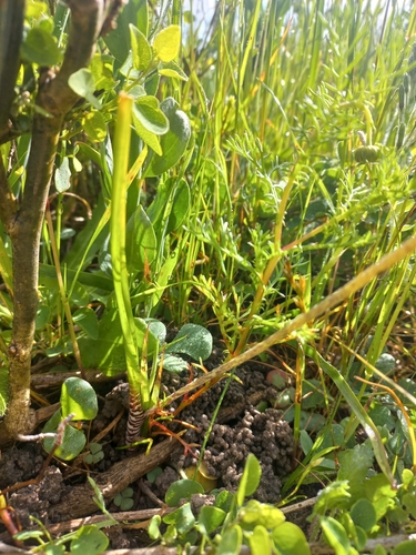Lachenalia wrightii