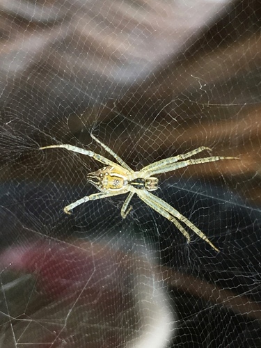 Garden tent-web spider photo 3