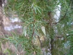 Oligotrophus juniperinus