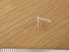 Platyptilia celidotus