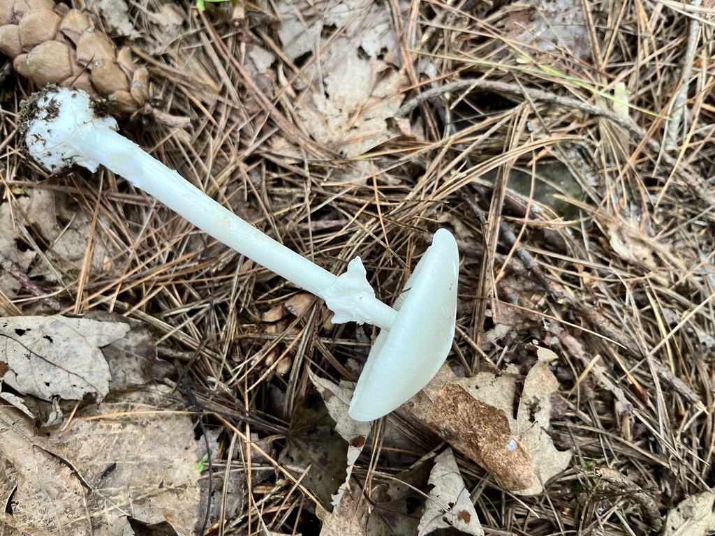 A pure white destroying angel mushroom lying on a bed of pine needles