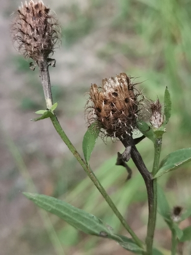 Image of Centaurea macroptilon by (c) Ljaž, some rights reserved (CC BY)