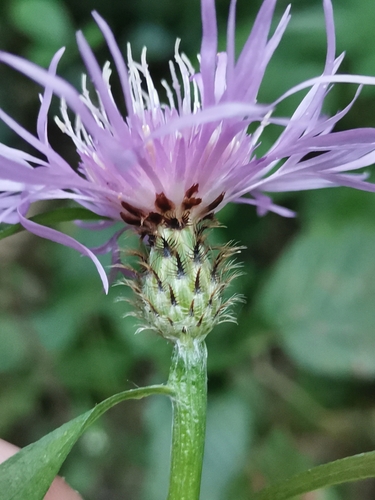Image of Centaurea macroptilon by (c) Ljaž, some rights reserved (CC BY)