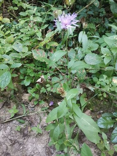 Image of Centaurea macroptilon by (c) Ljaž, some rights reserved (CC BY)