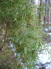 Oligotrophus juniperinus