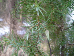 Oligotrophus juniperinus