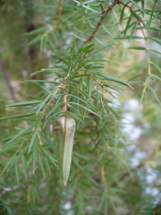 Oligotrophus juniperinus