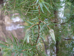 Oligotrophus juniperinus