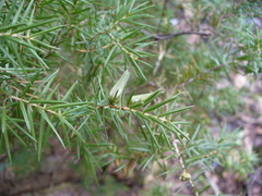 Oligotrophus juniperinus