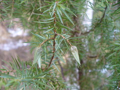 Oligotrophus juniperinus