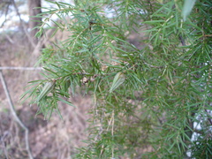 Oligotrophus juniperinus