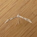 Spotted Wide-winged Plume Moth - Photo (c) Donald Hobern, some rights reserved (CC BY)