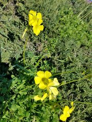 Oxalis pes-caprae