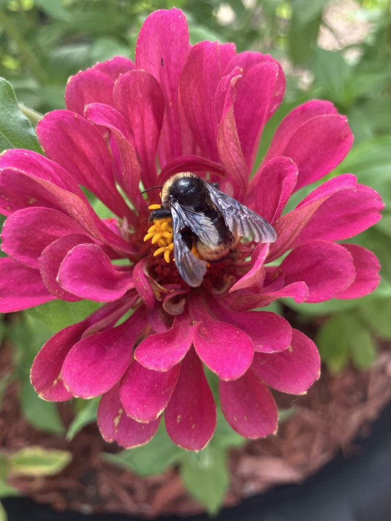 Black-and-gold Bumble Bee from W 37th St, Minneapolis, MN, US on August