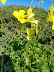 Oxalis pes-caprae