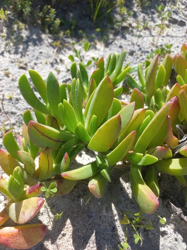 Image of Carpobrotus quadrifidus by (c) Brian du Preez, some rights reserved (CC BY-SA)