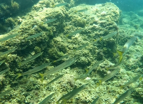 European barracuda