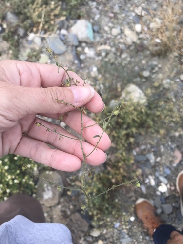 Andrachne microphylla (Andrachne microphylla)