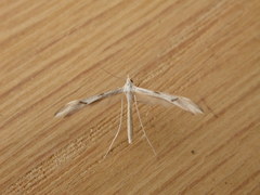 Platyptilia celidotus