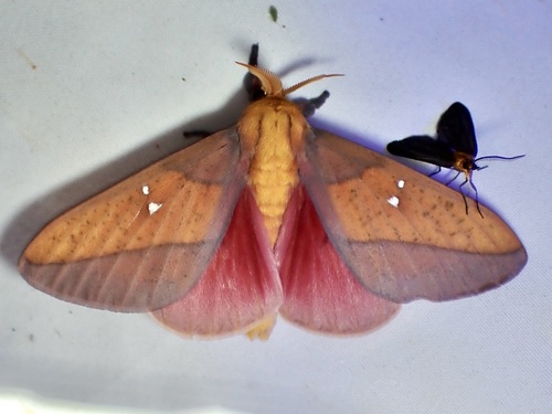 Syssphinx montana photo 4