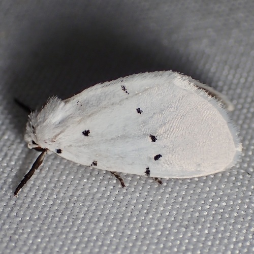 Homolagoa grotelliformis